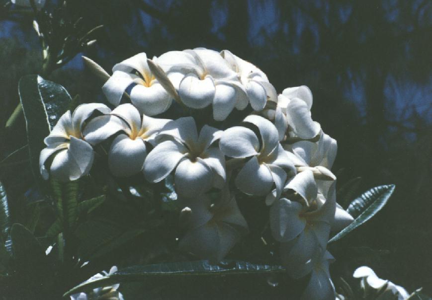 Frangipani