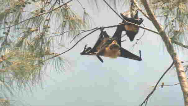 Flying Foxes