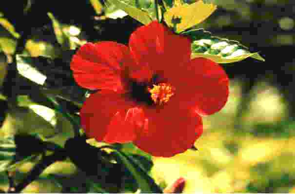 Hibiskus