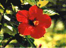 Hibiskus