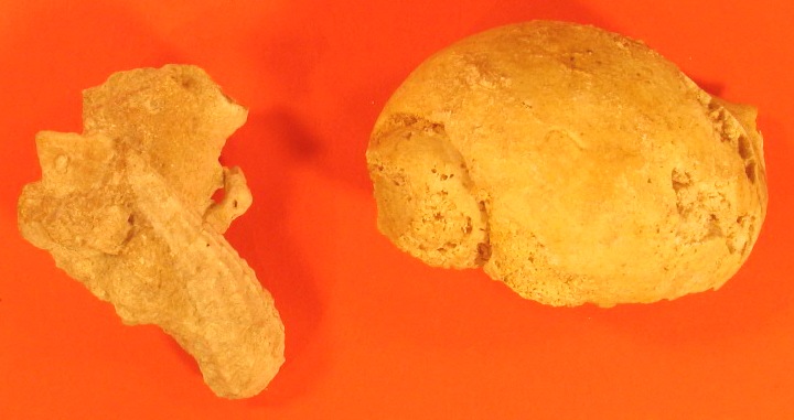 3000 JAHRE ALTE VERSTEINERTE MUSCHELN 001