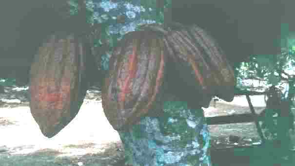 Talamahu10