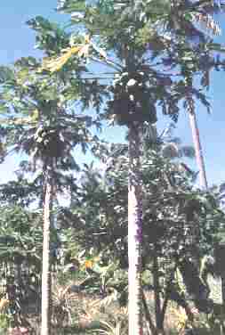 Talamahu02