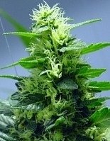 Tongan Cannabis 001