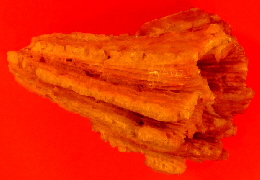 3000 JAHRE ALTE VERSTEINERTE ANEMONE 001