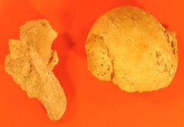 3000 JAHRE ALTE VERSTEINERTE MUSCHELN 001