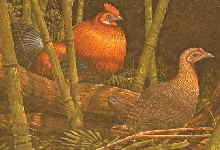 BANKIVAHUHN 001 BANKIVAHUHN 001