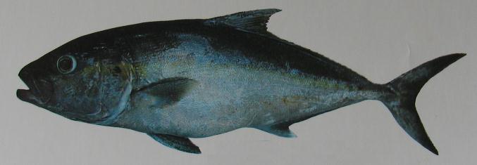 AMBERJACK 001 AMBERJACK 001