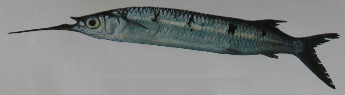 BARRED GARFISH 001 BARRED GARFISH 001