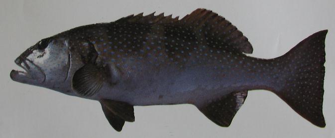 BIG-SPOT CORAL TROUT 001 BIG-SPOT CORAL TROUT 001