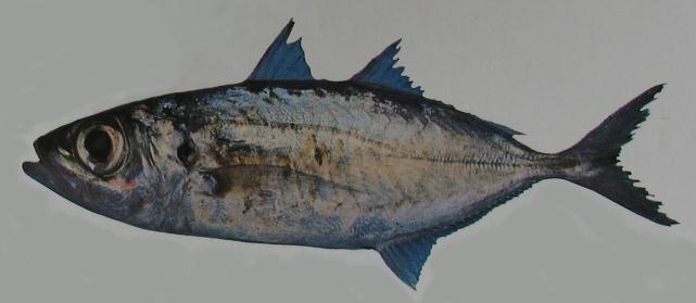 BIGEYE SCAD 001 BIGEYE SCAD 001