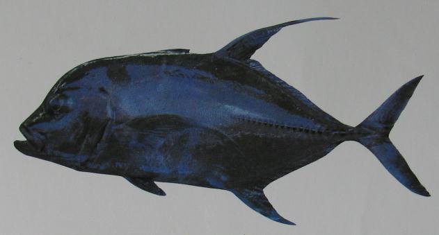 BLACK TREVALLY 001 BLACK TREVALLY 001