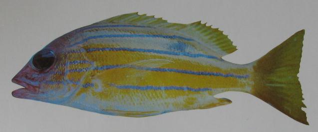 BLUE-LINED SNAPPER 001