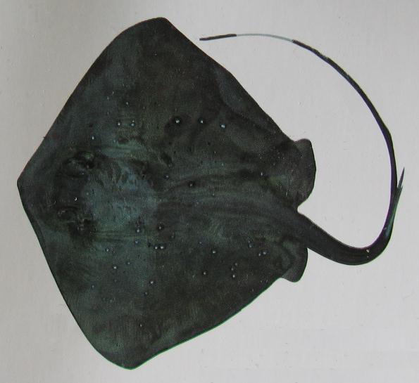 BLUE-SPOTTED RAY 001 BLUE-SPOTTED RAY 001