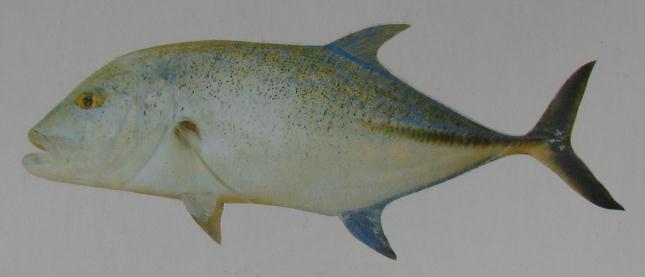 BLUEFIN TREFALLY 001 BLUEFIN TREFALLY 001