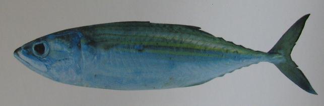 CHUB MACKEREL 001 CHUB MACKEREL 001