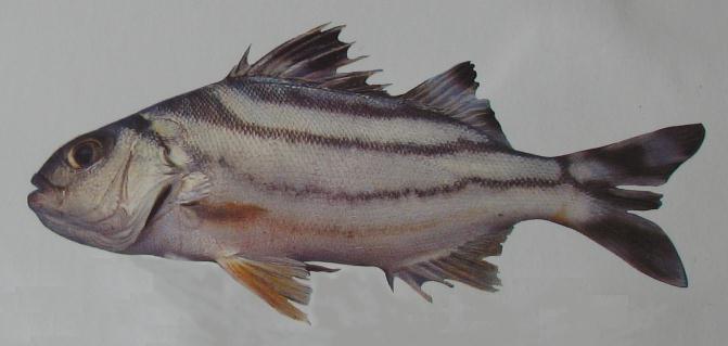 CRESCENT PERCH 001 CRESCENT PERCH 001