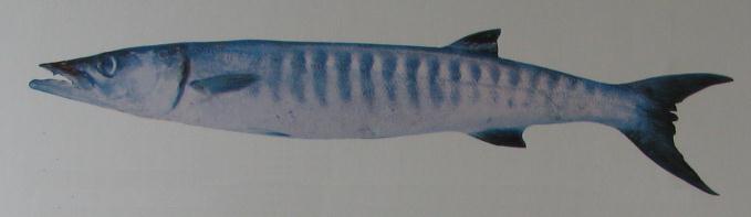 DARK-FINNED BARRACUDA 001 DARK-FINNED BARRACUDA 001