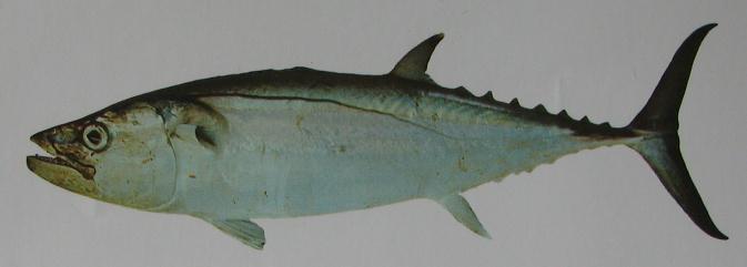 DOGTOOTH TUNA 001 DOGTOOTH TUNA 001