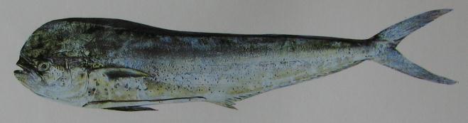 DOLPHIN FISH 001 DOLPHIN FISH 001