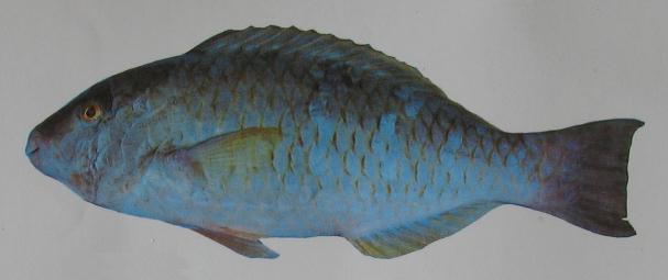 FIVE-BANDED PARROTFISH 001 FIVE-BANDED PARROTFISH 001
