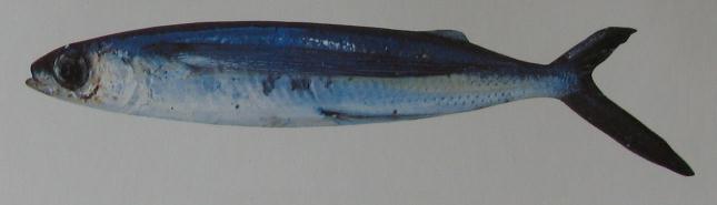 FLYING FISH 001 FLYING FISH 001
