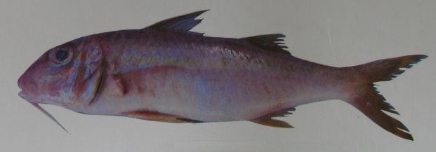 GOATFISH 001 GOATFISH 001