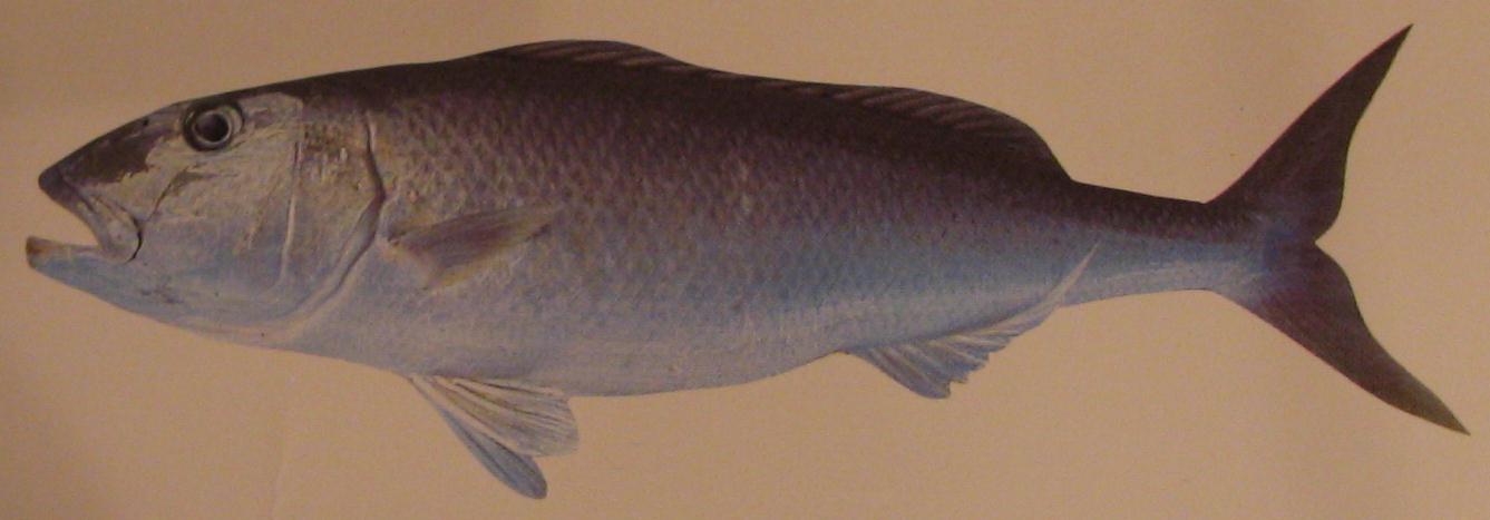 GREEN JOBFISH 001 GREEN JOBFISH 001