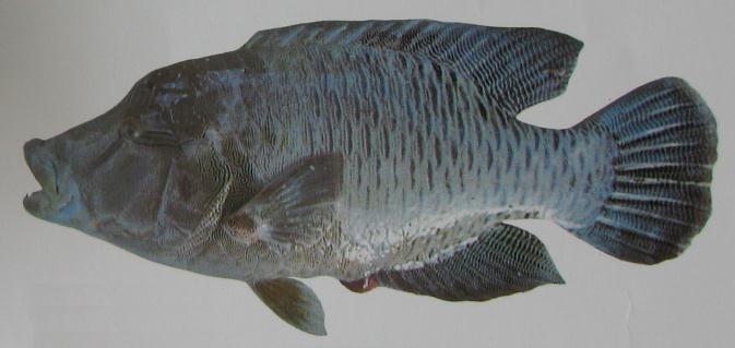 HUMP-HEADED MAORI WRASSE 001