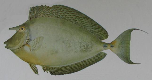 LONG-SNOUDET UNICORNFISH 001 LONG-SNOUDET UNICORNFISH 001