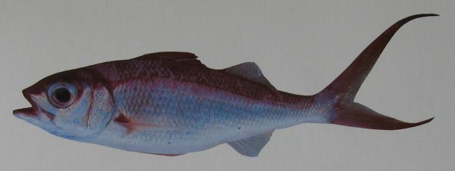 LONGTAIL SNAPPER 001 LONGTAIL SNAPPER 001