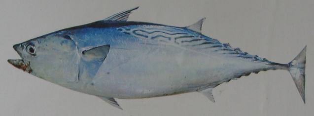 MACKEREL TUNA 001 MACKEREL TUNA 001