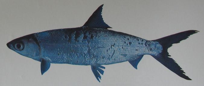MILKFISH 001 MILKFISH 001