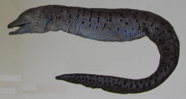 MORAY EEL 001 MORAY EEL 001