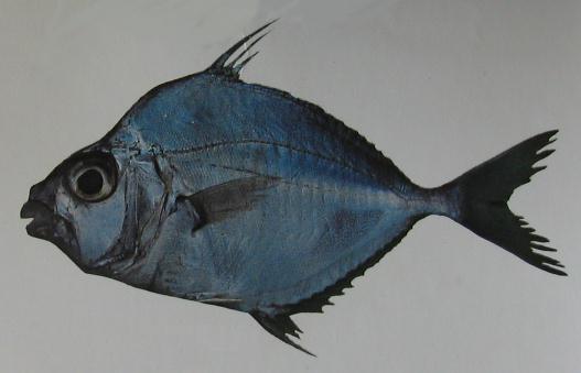 PONYFISH 001 PONYFISH 001