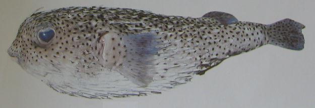 PORCUPINE FISH 001 PORCUPINE FISH 001