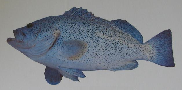 PURPLE ROCKCOD 001 PURPLE ROCKCOD 001