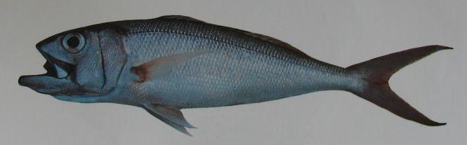 RED JOBFISH 001 RED JOBFISH 001