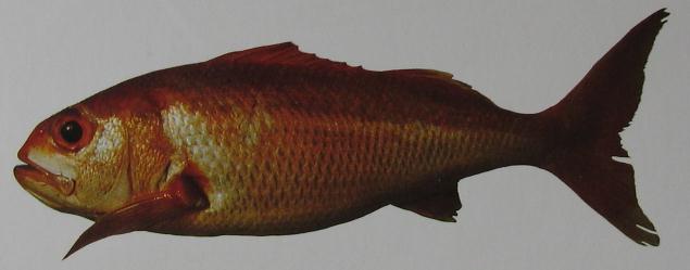 RED SNAPPER 001 RED SNAPPER 001