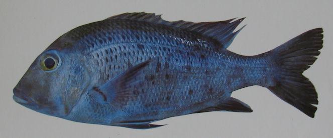 ROUNDTAIL SEABREAM 001 ROUNDTAIL SEABREAM 001