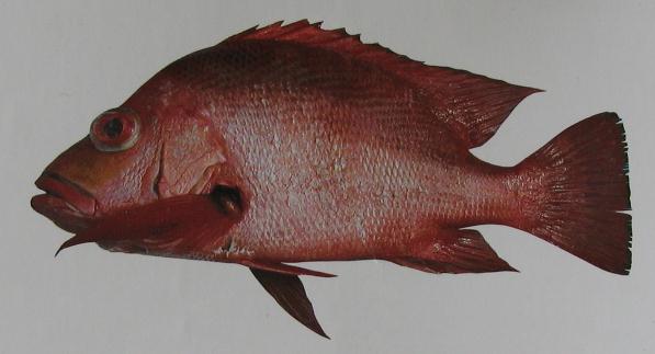 SCARLET SEAPERCH 001 SCARLET SEAPERCH 001