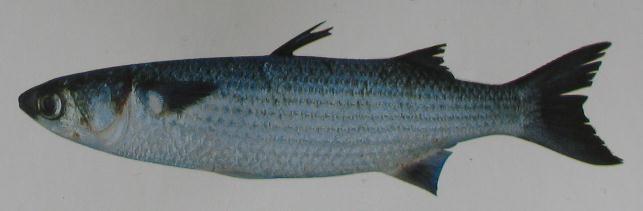 SEA MULLET 001 SEA MULLET 001