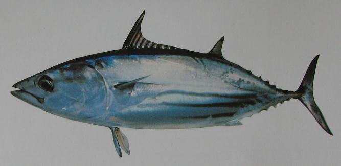 SKIPJACK 001 SKIPJACK 001