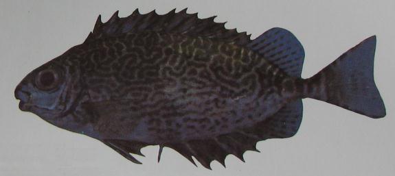 SPINEFOOT, RABBITFISH 001 SPINEFOOT, RABBITFISH 001