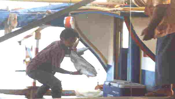 Tu�imatamoana Fish Market03