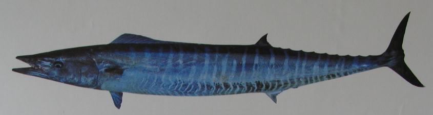 WAHOO 001 WAHOO 001