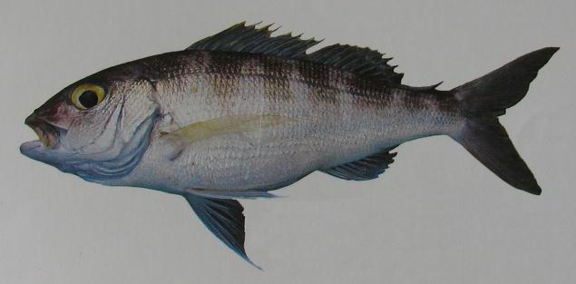 YELLOWFIN OPAKAPAKA 001 YELLOWFIN OPAKAPAKA 001