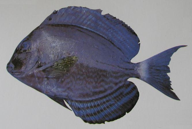 YELLOWFIN SURGEONFISH 001 YELLOWFIN SURGEONFISH 001