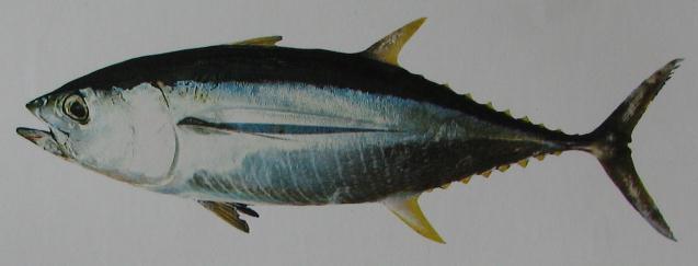 YELLOWFIN TUNA 001 YELLOWFIN TUNA 001