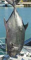 38-4 KG TREVALLY 08-2007